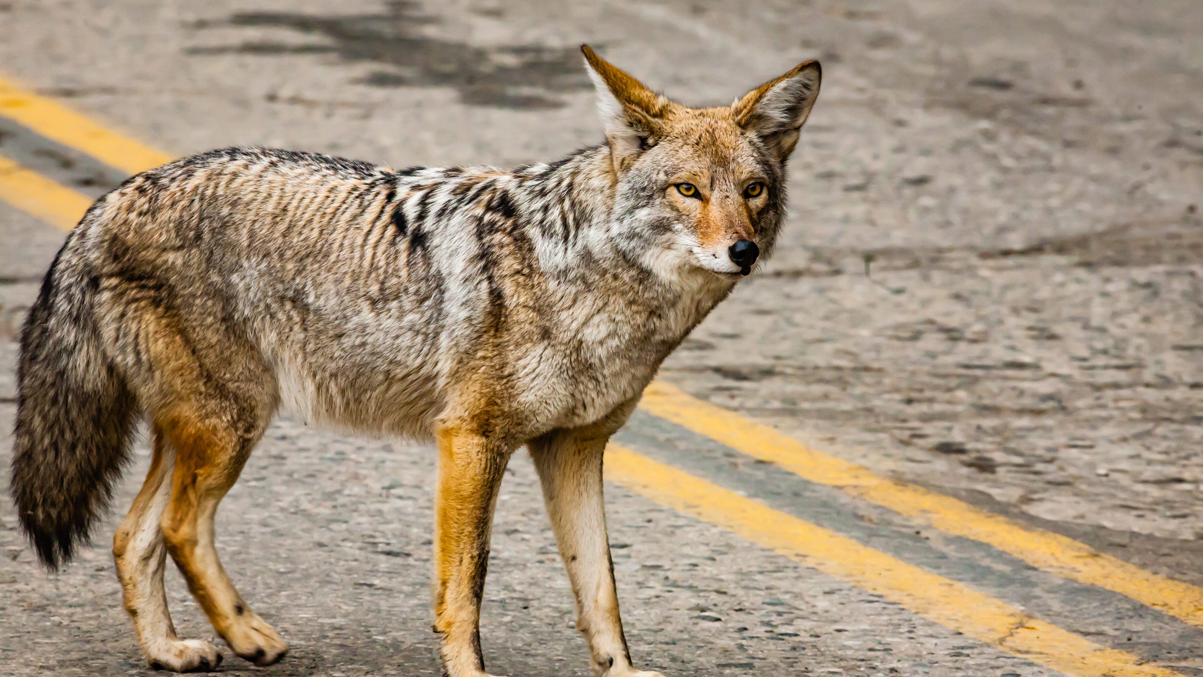 Coyotes have become a common sight Metro Detroit — But is that actually a bad thing?