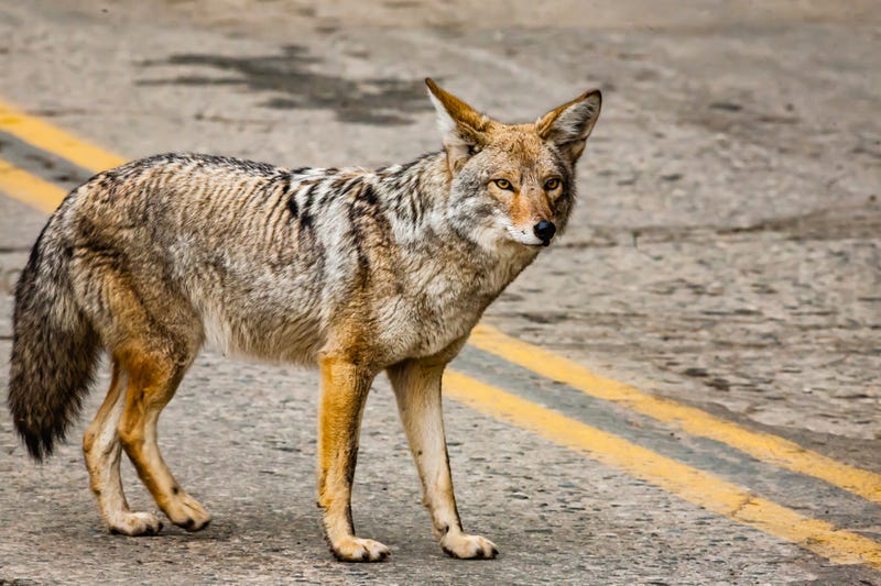 Coyote crosses the street into Sequoia National Park
