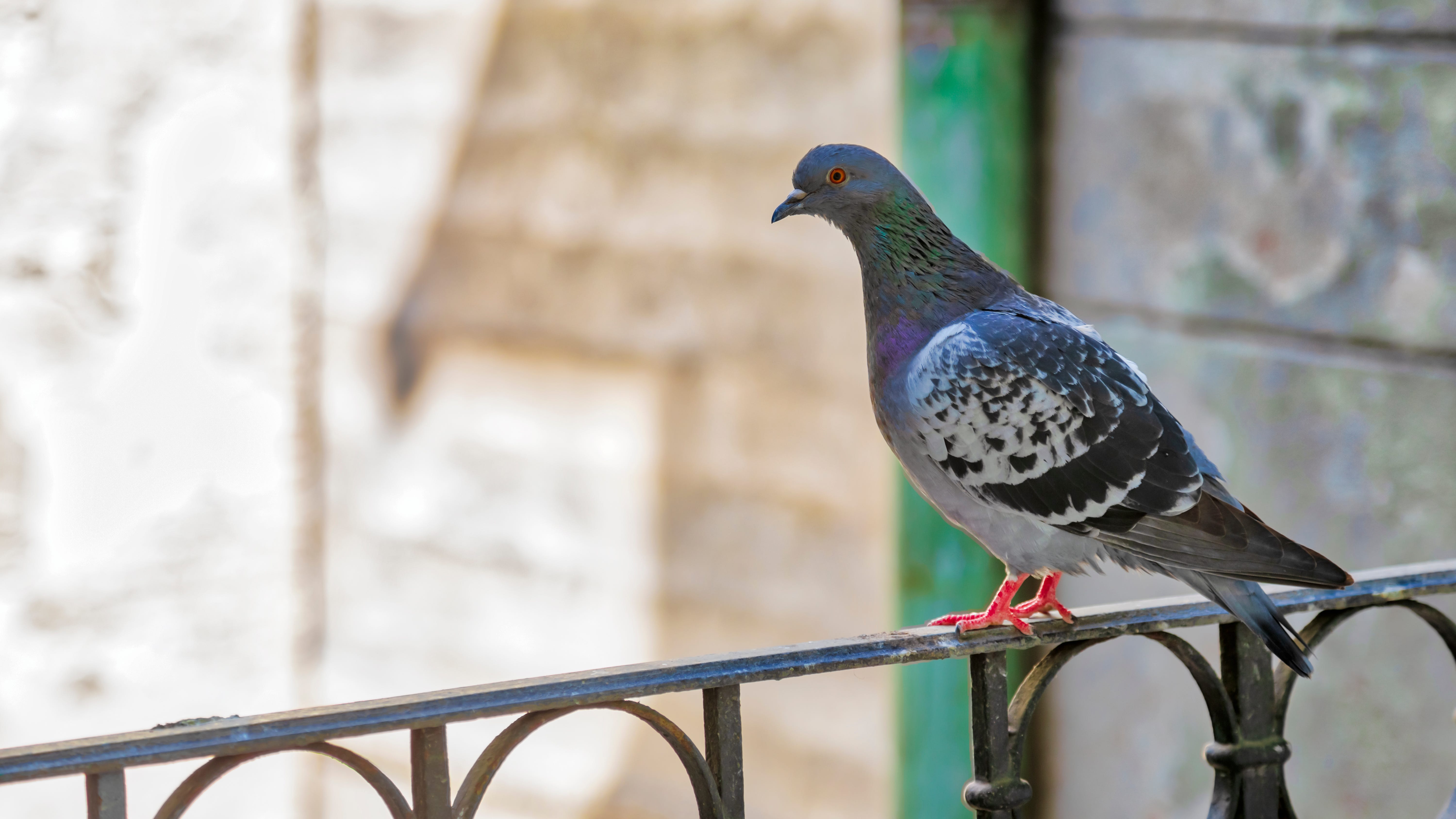 Why do people hate pigeons?