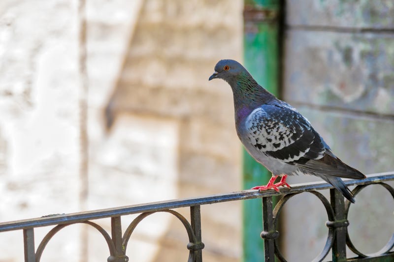 pigeon sitting on fence