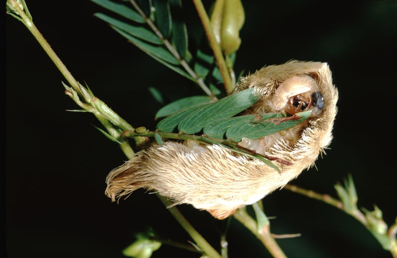 Puss caterpillar, photographed by acclaimed wildlife photographer and writer, Dr. William J. Weber.