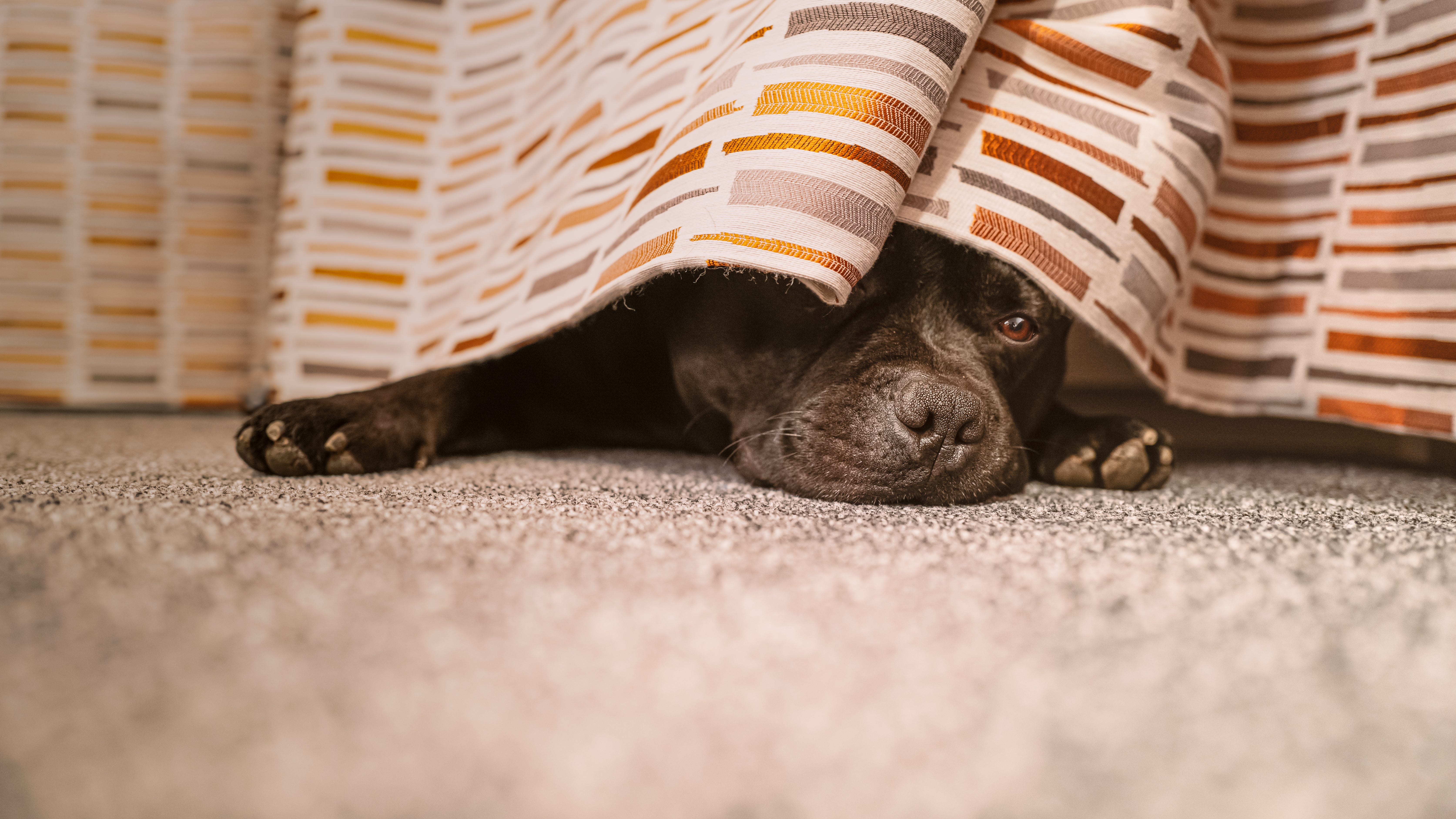 How to keep your pets calm and safe during July Fourth fireworks and cookouts