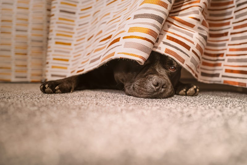 Dog hiding under curtain 