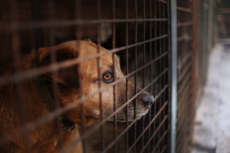 Sad dog waiting to be adopted.