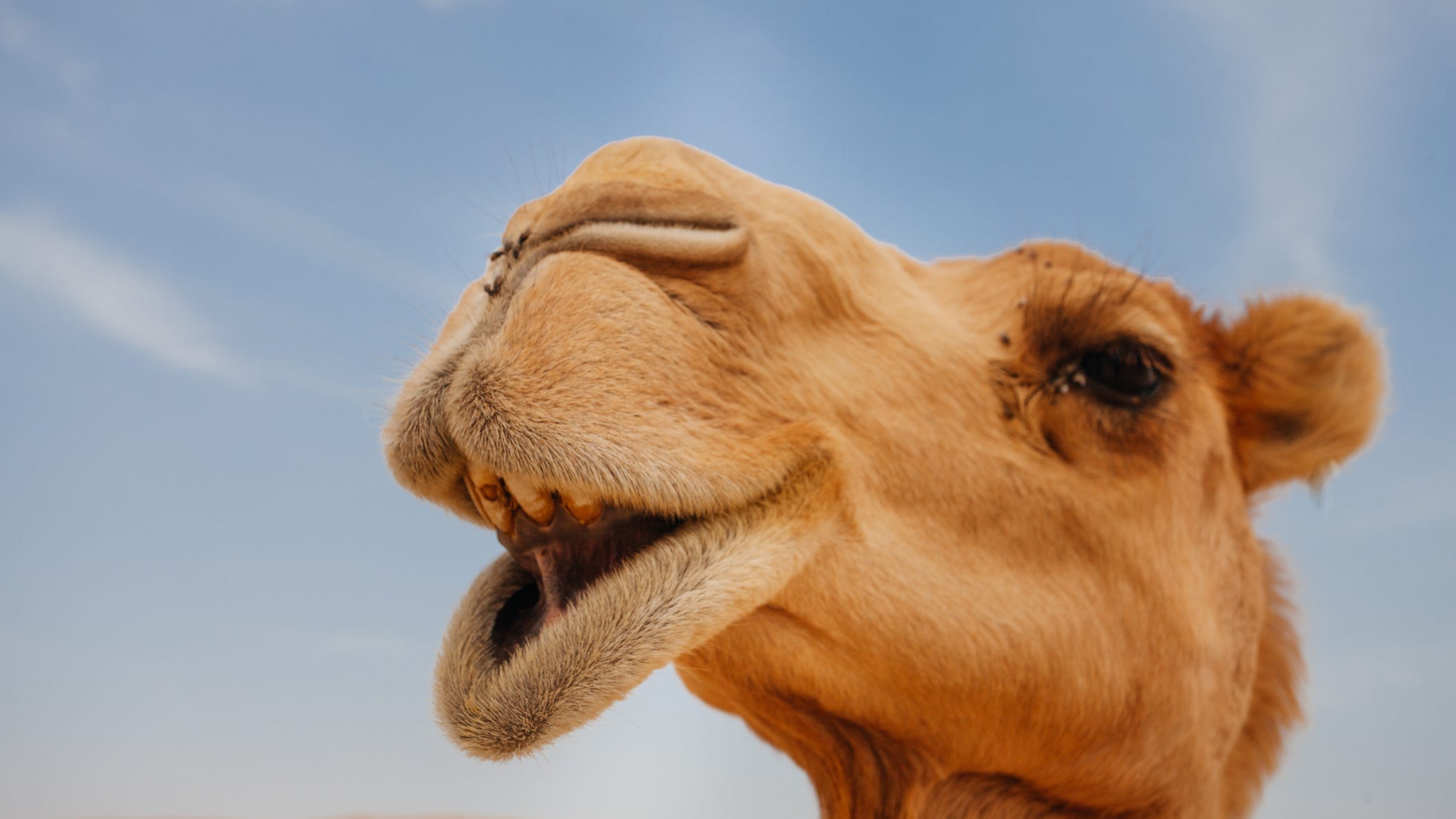 Get to know the camel who's going viral in DFW