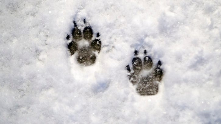 Dog who ran from family in the mountains found 4 months later trapped in snow
