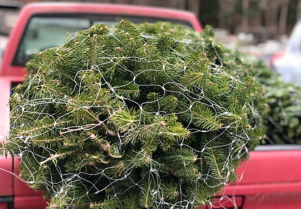 Christmas tree in the back of a pickup truck