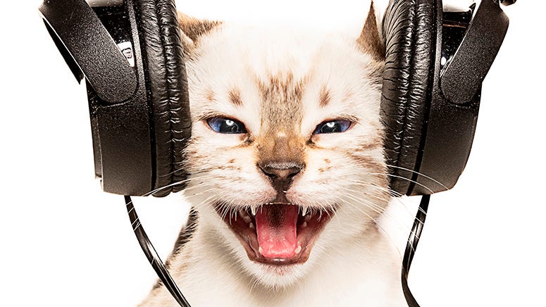 Purrfect: Old Dominion Reveals Why They Made an All-'Meow' Album