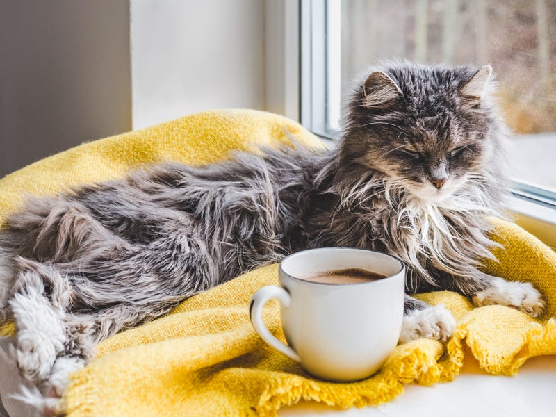 Cat sitting on a blanket next to a cup of coffee