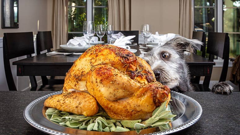 4 foods you should NOT feed your dog this Thanksgiving