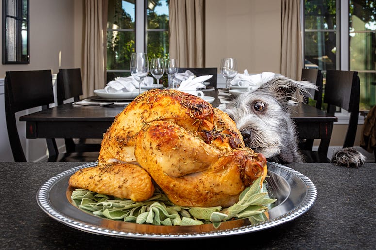 Dog, Turkey, Thanksgiving, Sniffing, Table