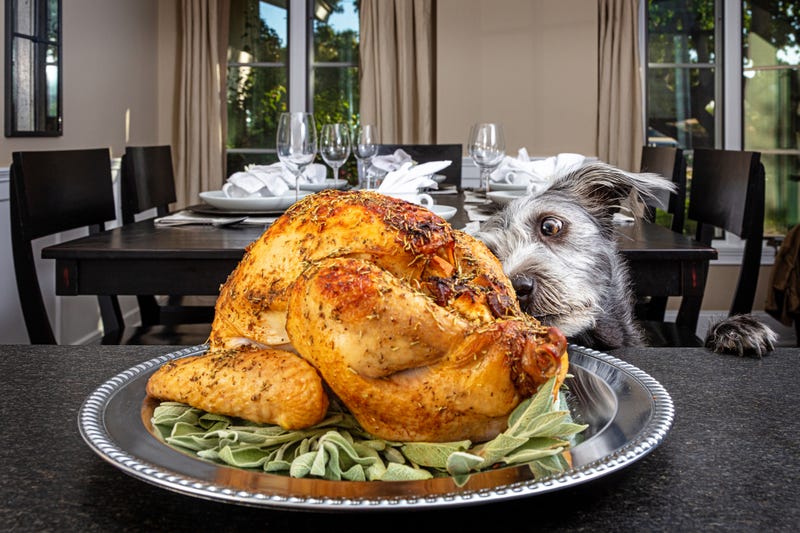 dog smells plate of roasted turkey