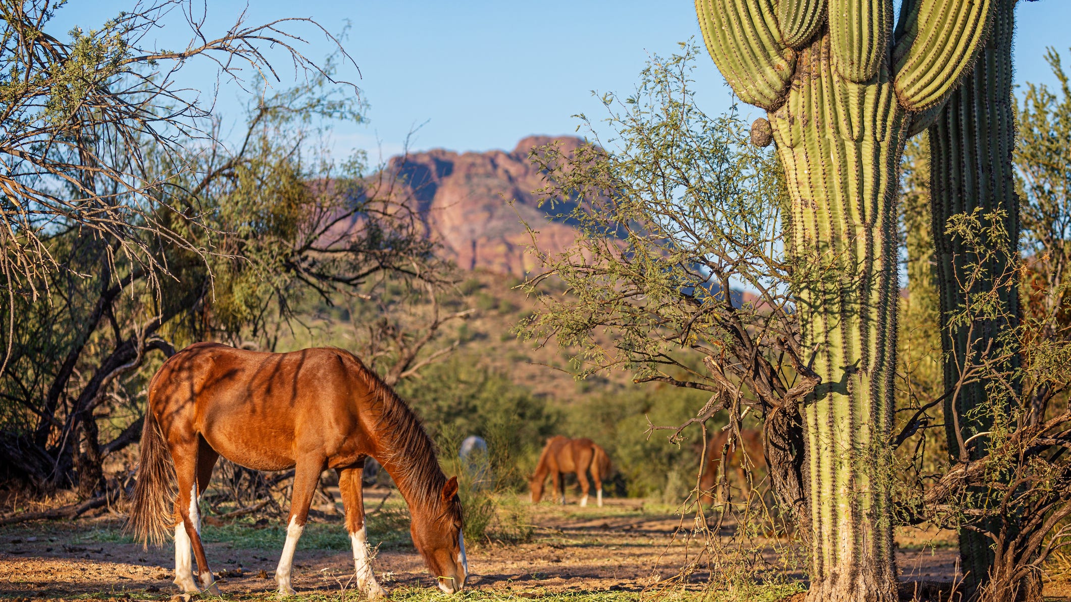 Mystery arises after more than a dozen wild horses found shot to death in Arizona