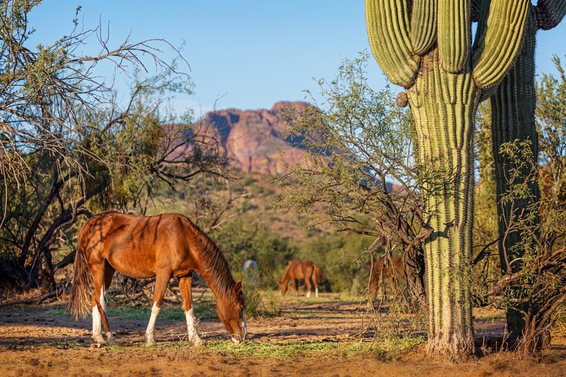 A herd of wild horses grazing.