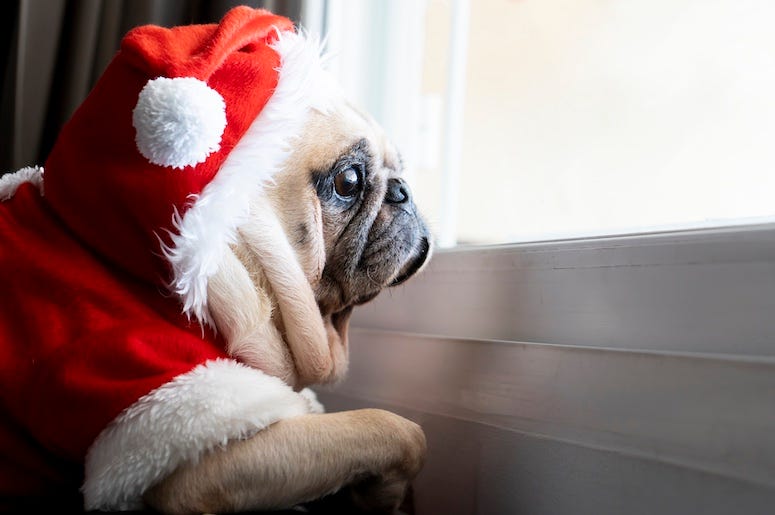 Pug in santa hat