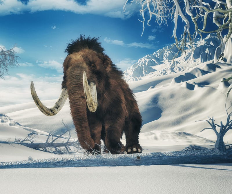 Wooly Mammoth