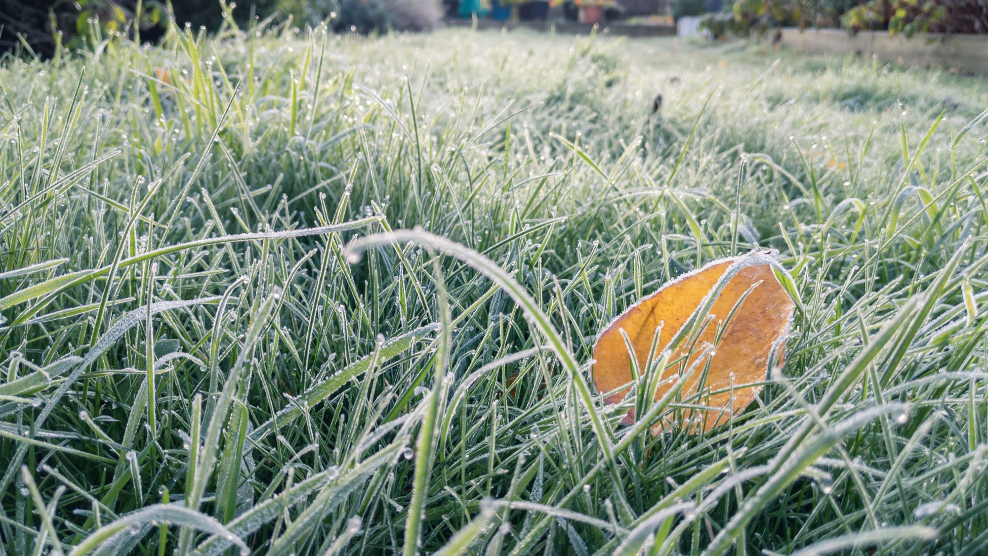Parts of the Bay Area see frost as unusual cool weather sets in