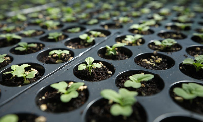 plants