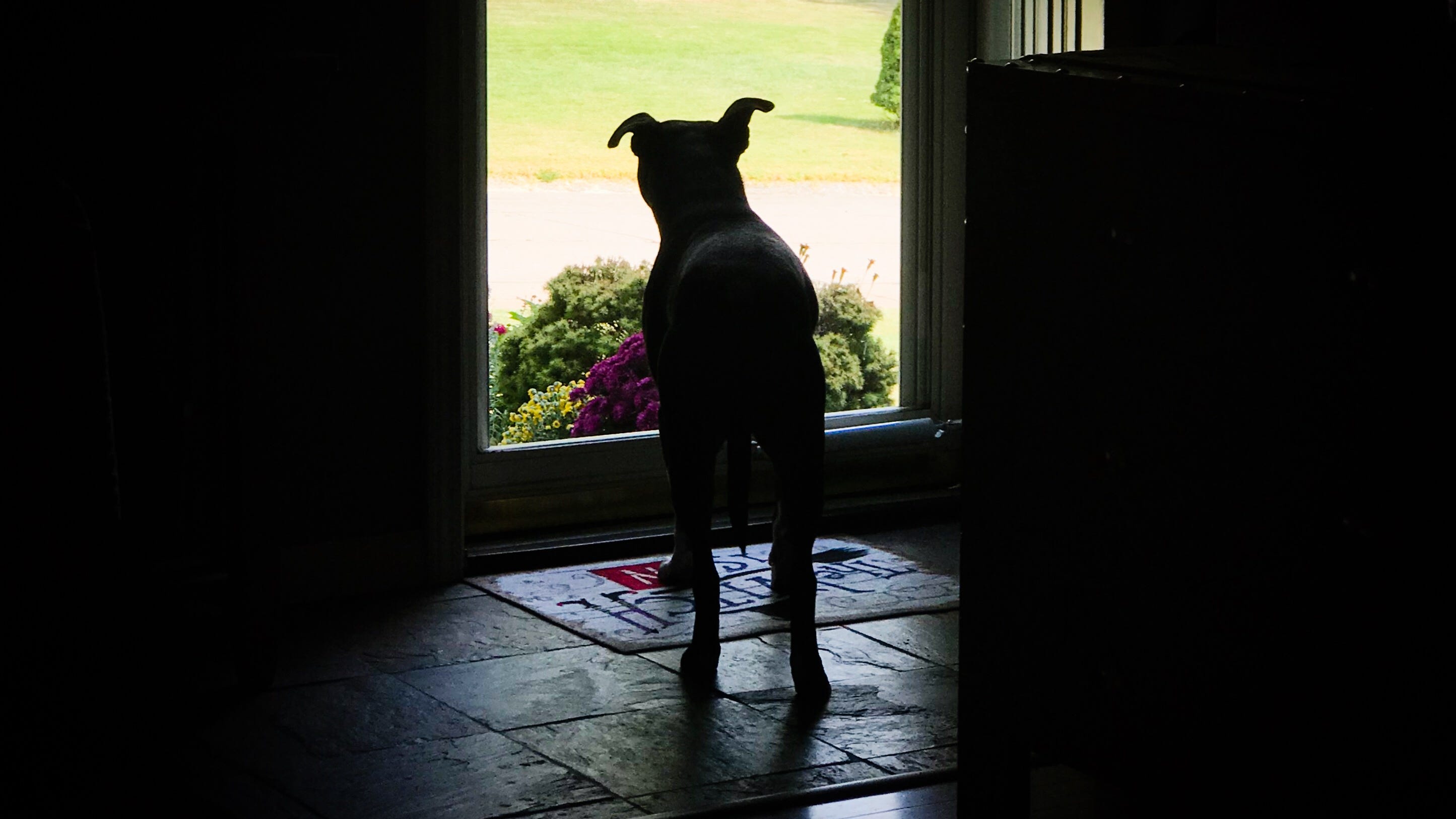 Brave pit bulls survive gunshot wounds