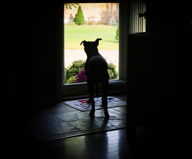 Pit bull looking outside.
