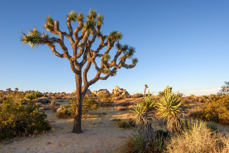 iStock/Getty Images