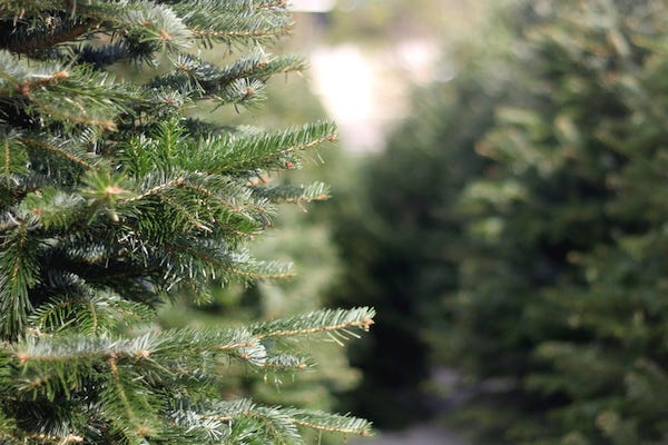 Christmas tree lot