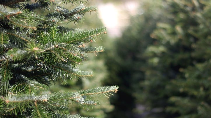 In South Jersey, finding a Christmas tree has been challenging