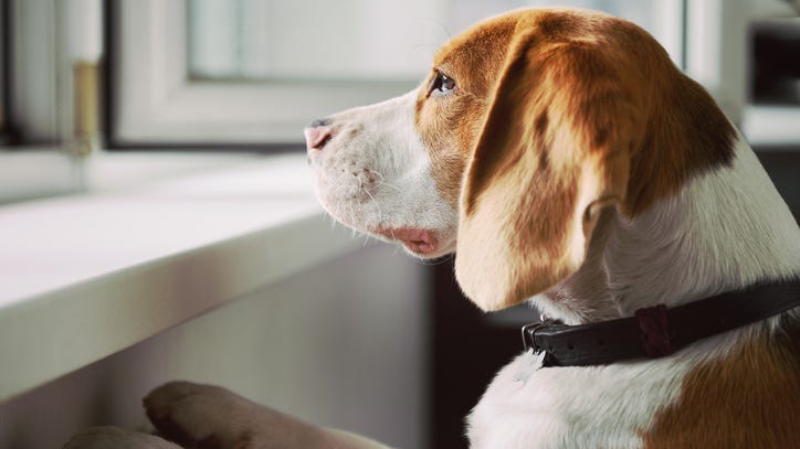 Dogs May Face Separation Anxiety Once Coronavirus Lockdown Is Over, Experts Say