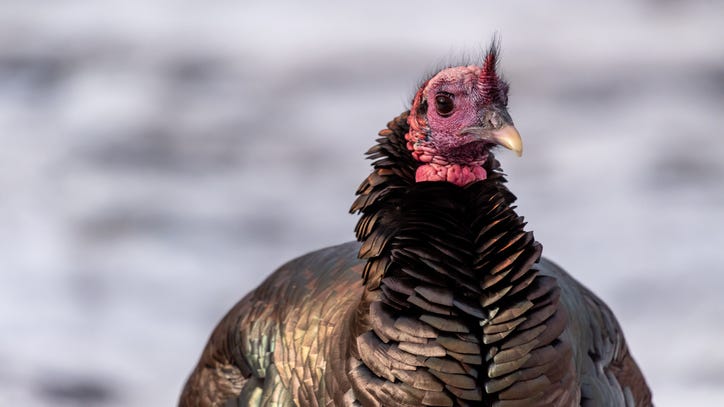 Have you seen wild turkeys in Michigan? The DNR wants to know about it.