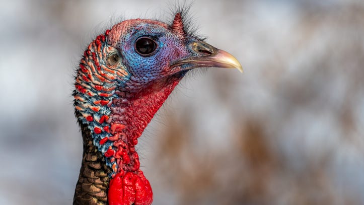 Michigan hunters: Fall turkey license application period is now open, through August 1