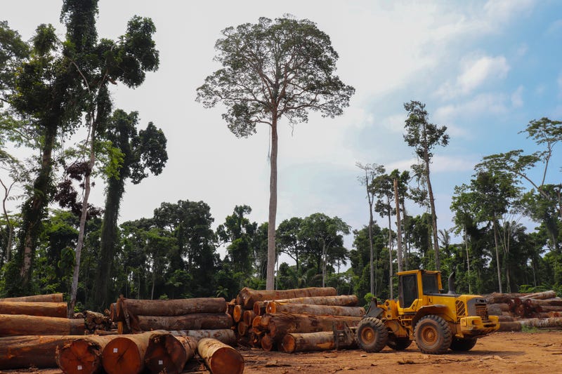 Wheel loader arranging piles of native wood logs extracted from the Brazilian Amazon rainforest region in a stockyard.