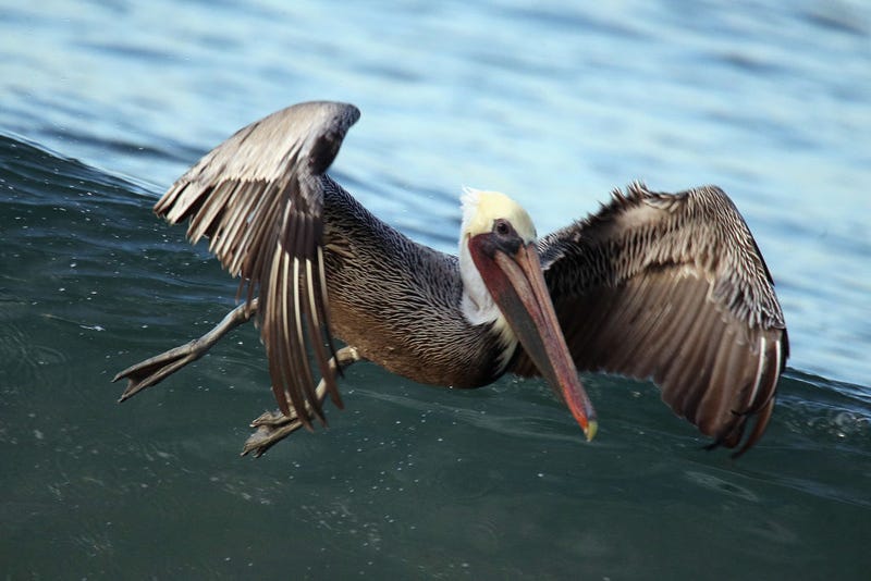 A Brown pelican flies over surfers during the early morning hours at El Porto Beach on December 11, 2019 in Manhattan Beach, California. (Photo by Bruce Bennett/Getty Images)