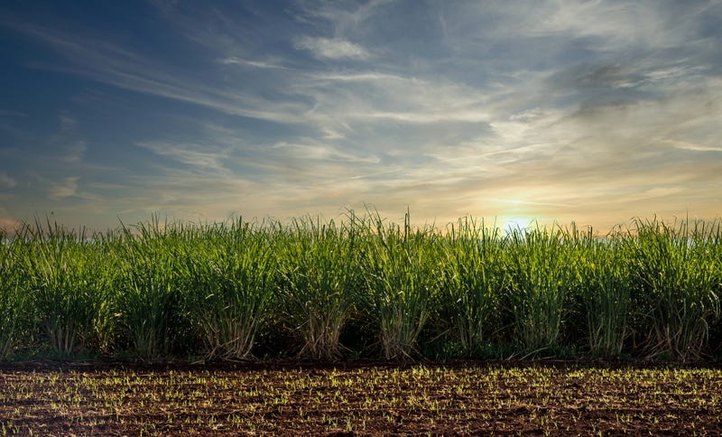 Specialist optimistic that most sugarcane will weather cold