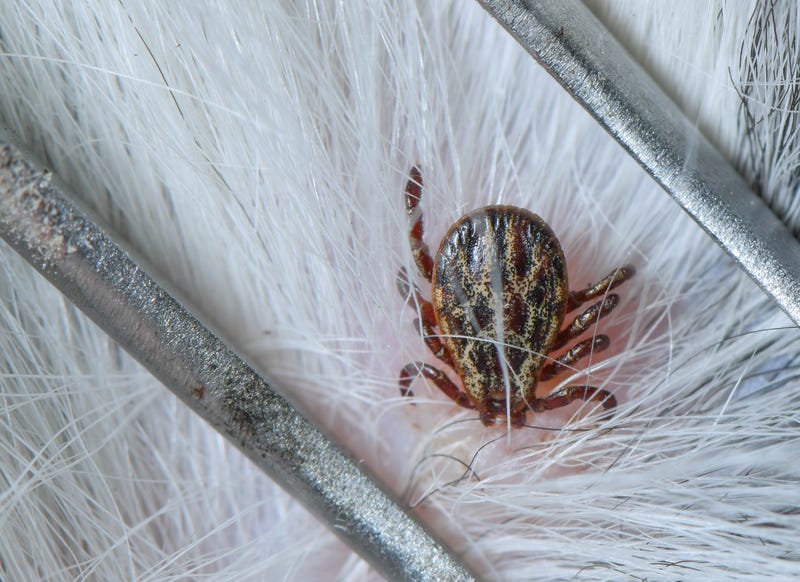 tick