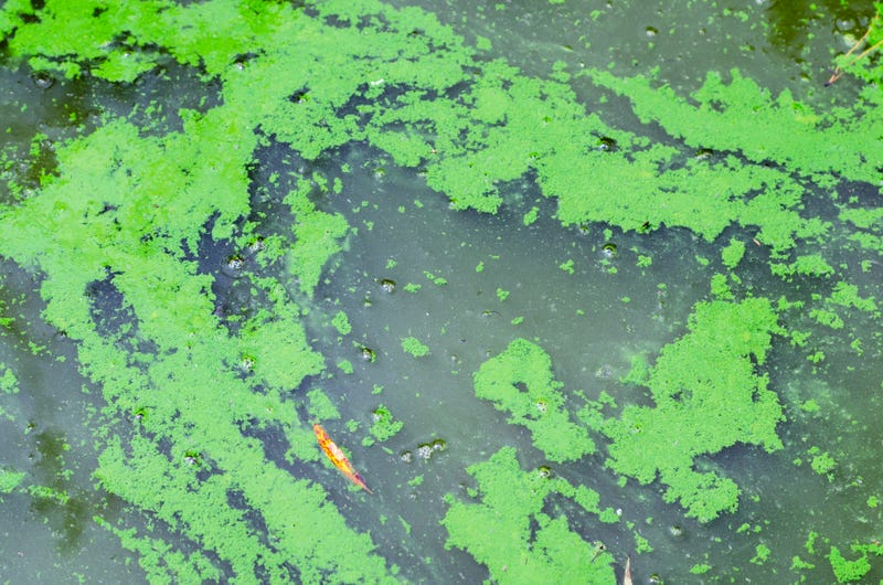 Algae bloom