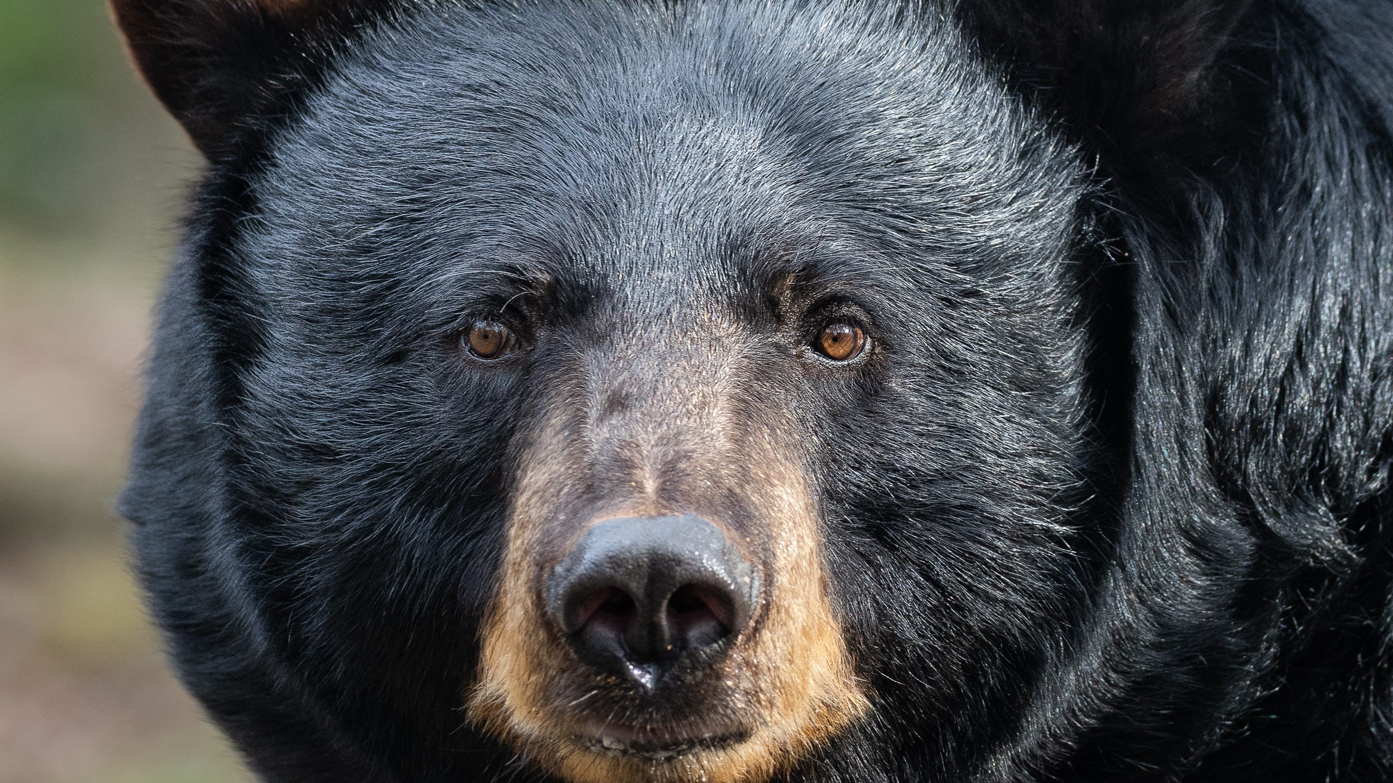 Authorities search for black bear spotted in 3 NJ towns this week