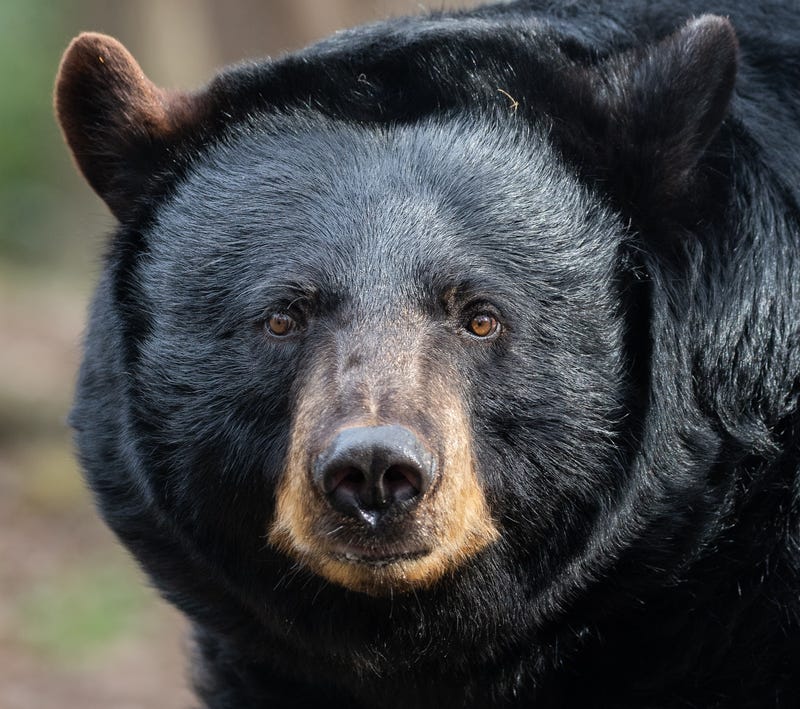 File photo of a black bear