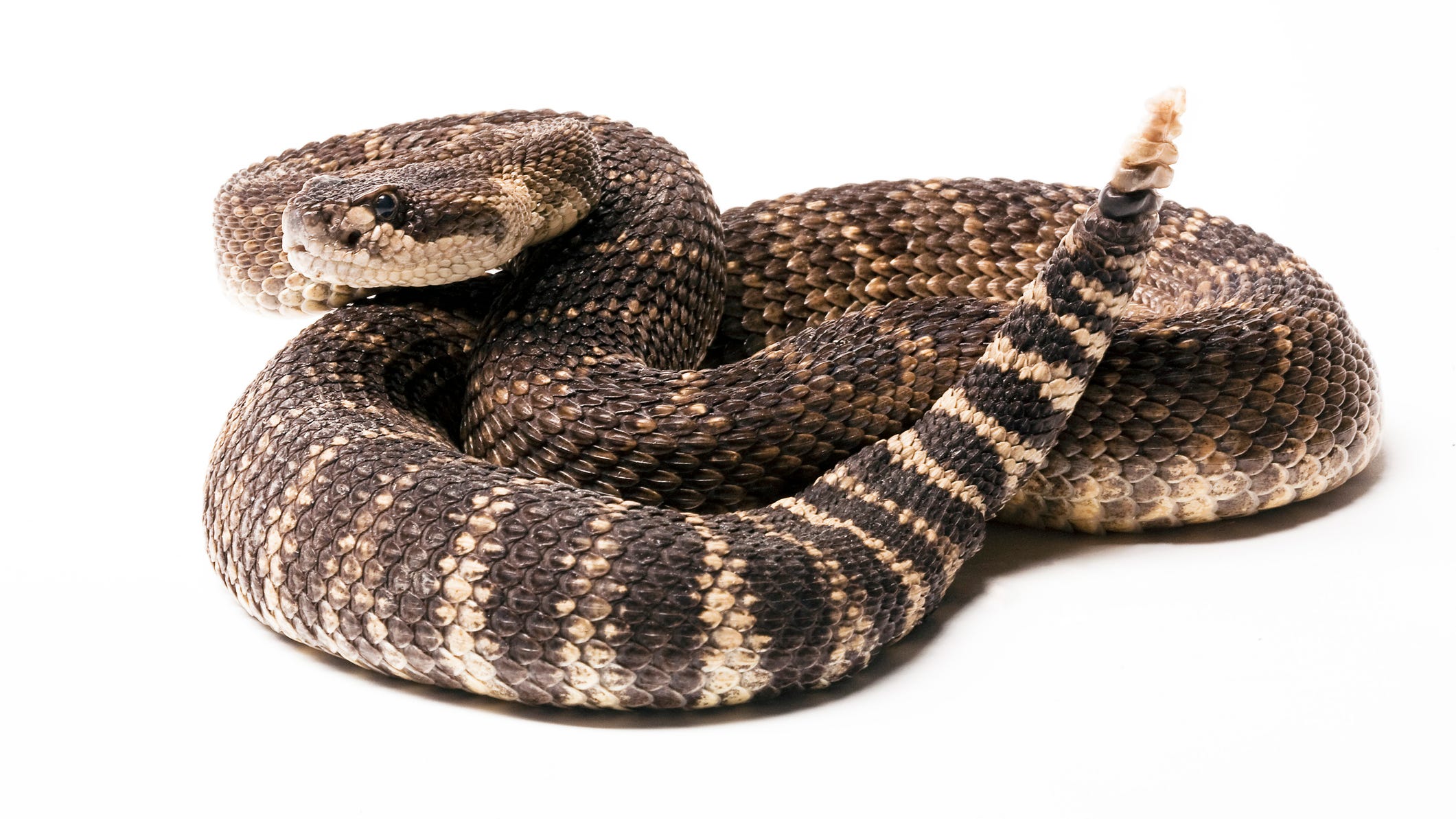 Police find 200 reptiles, including snakes and a crocodile, in dead man's home