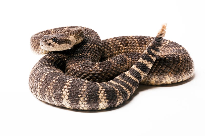 Poisonous snake