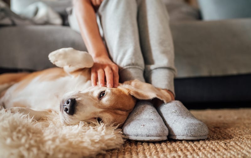 Pet