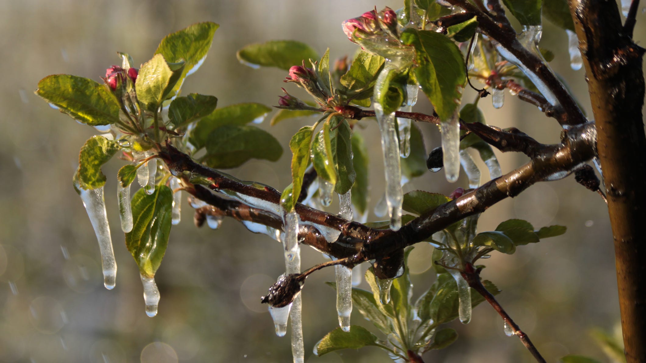 Record-breaking low temps, snow forecasted in St. Louis area this week