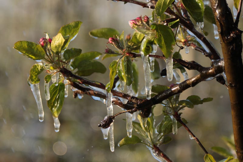frozen branch with leaves on it