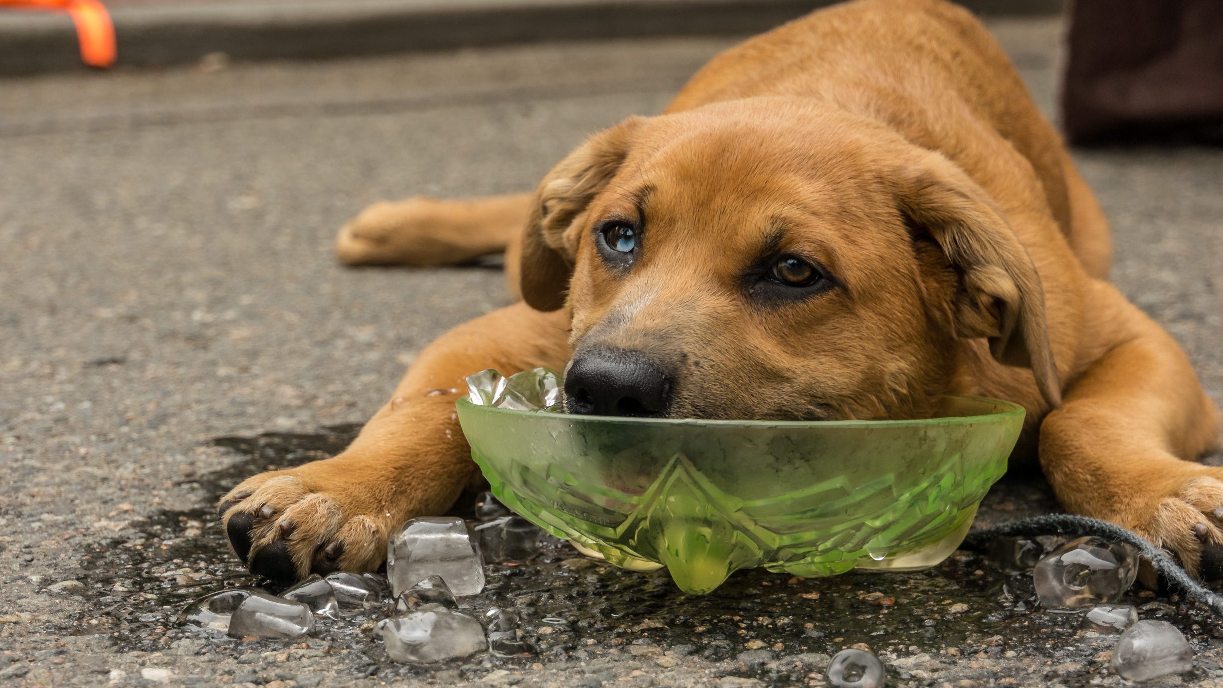 Soaring heat can be dangerous for pets too