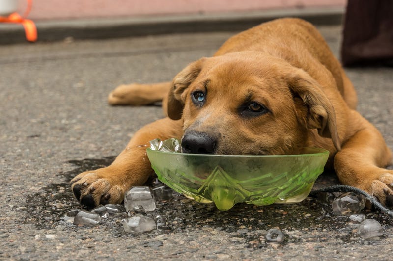 A dog cools himself in a dish of ice cold water. A recent British study found heatstroke in pets is a growing problem as temperatures rise worldwide.