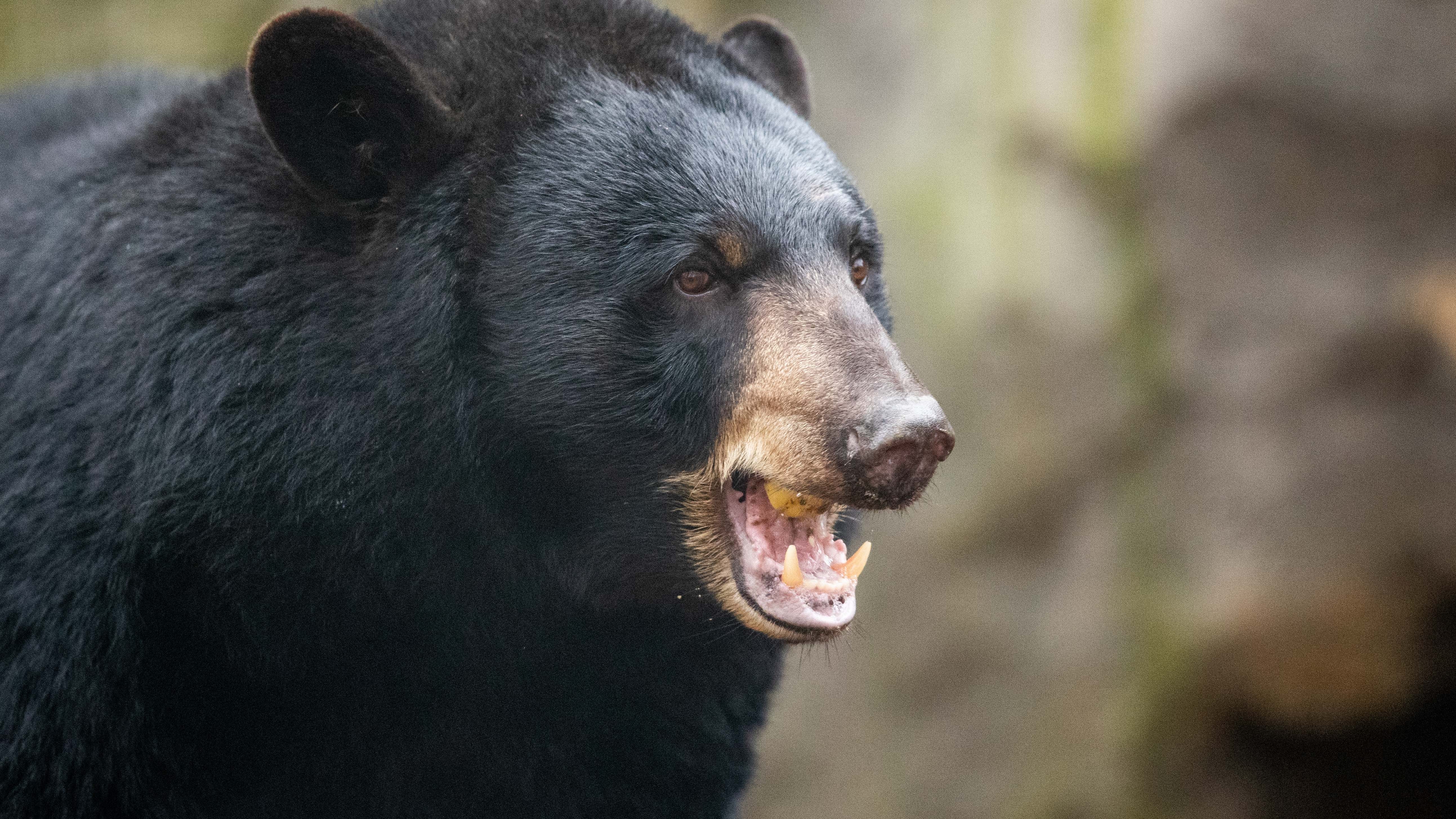 NJ bear hunt on hold while opponents argue against it in court