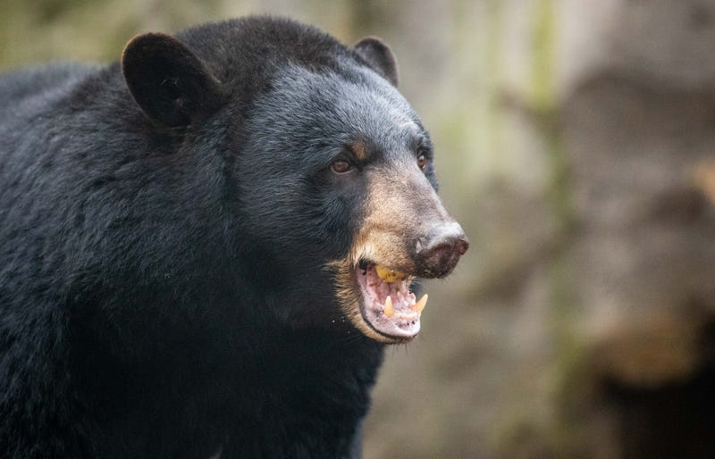 Black Bear