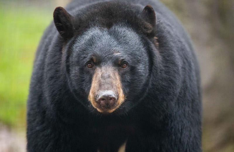 A black bear at a zoo