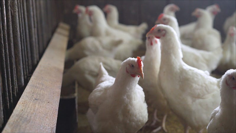 Avian Flu
