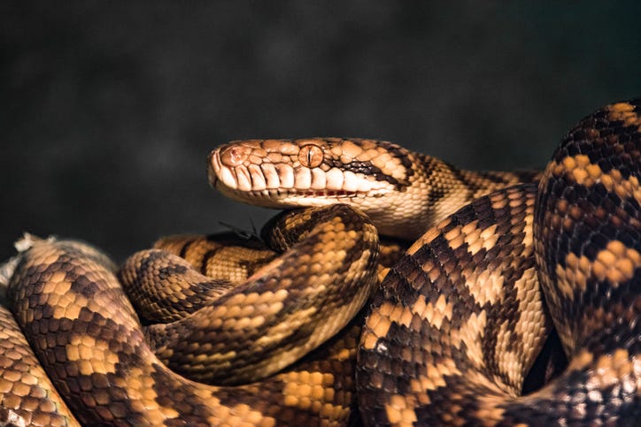 Snake