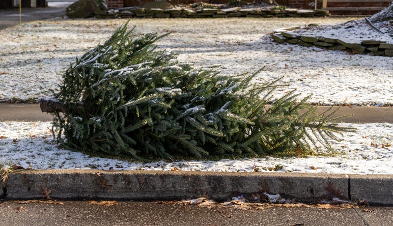 Christmas Tree, Disposal, Holiday, Agriculture, Invasive Species